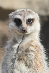 ミーアキャット