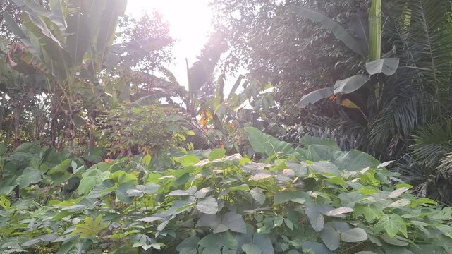 Tropical Garden with Lush Green Cassava Manihot esculenta and Banana Musa paradisiaca Leaves Under Bright Sunlight in Backyard