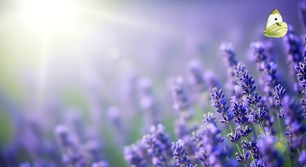 Small yellow butterfly perches on purple lavender flowers in a sunny field with a blurry background and warm sunlight
