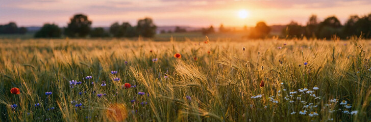 Sunrise Wildflower Meadow with Poppies and Grasses  