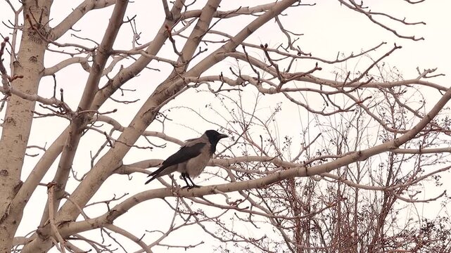 Hooded crow perched on a tree lowers its head to give a short pre-call, then a classic caw &mdash; authentic bird communication for wildlife, education, documentary, urban nature, and sound design use.
