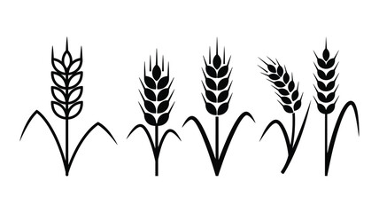 Black wheat stalks depicted in a striking silhouette © MDShawon