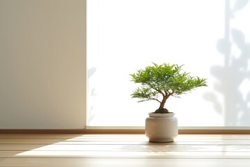 Fototapeta premium Minimalist Bonsai Tree in Pot with Soft Natural Light