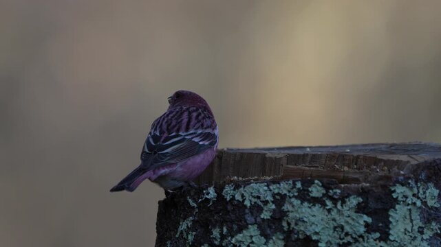 Pallas's rosefinch foraging on the tree trunk for food