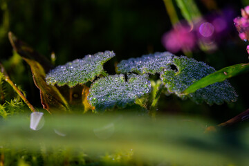 朝露に濡れて輝く小さな野草の葉 / Sparkling morning dew drops on small wild plant leaves
