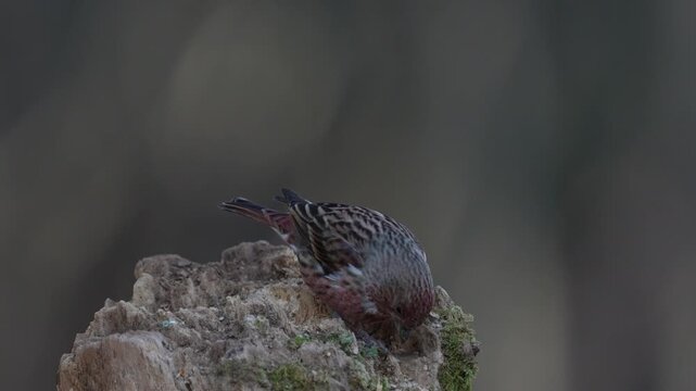 Pallas's rosefinch foraging on the tree trunk for food