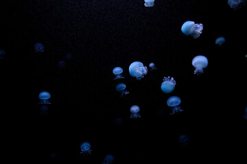 Jellyfish