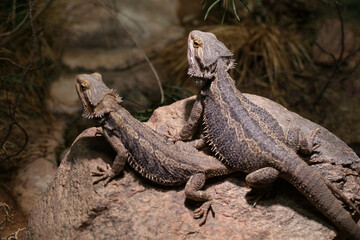 bearded dragon lizard