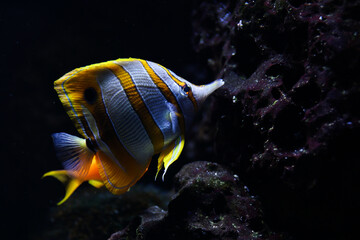 yellow tang fish