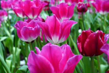 Fototapeta premium Tulips Flower