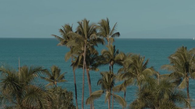 The coconut (Cocos nucifera) palm tree. Mokapu Beach Park. Wailea Beach Paths, South Maui, Hawaii. Andaz Maui at Wailea Resort. Hotel
