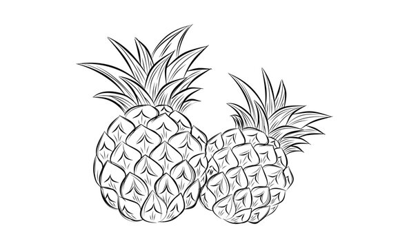 Sketch of pineapple. hand drawn fruit  tropical product. Vegetarian and vitamin food, sweet desert vector drawing.