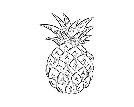 Sketch of pineapple. hand drawn fruit  tropical product. Vegetarian and vitamin food, sweet desert vector drawing.