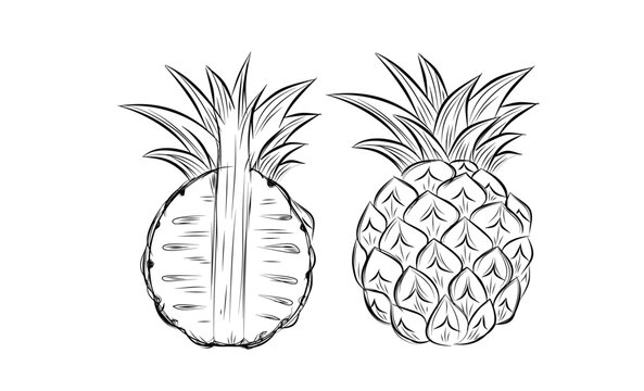 Sketch of pineapple. hand drawn fruit cut in half or tropical sliced product. Vegetarian and vitamin food, sweet desert vector drawing.