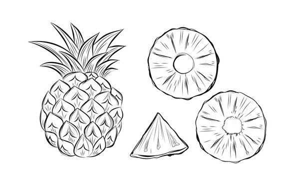 Sketch of pineapple. hand drawn fruit cut in half or tropical sliced product. Vegetarian and vitamin food, sweet desert vector drawing.