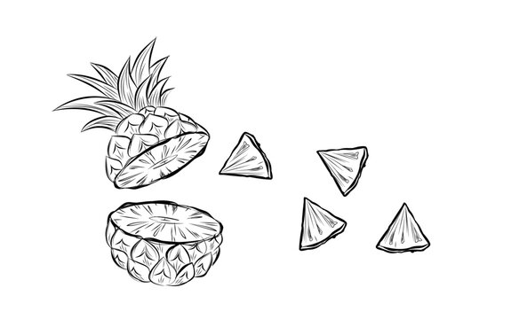 Sketch of pineapple. hand drawn fruit cut in half or tropical sliced product. Vegetarian and vitamin food, sweet desert vector drawing.