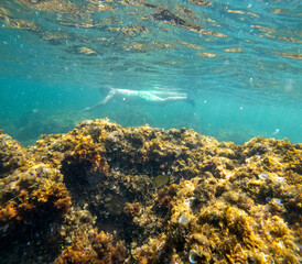 Fototapeta premium Underwater Mediterranean sea in Las Rotas coast marine reserve of San Antonio cape Denia Alicante province Spain