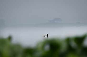 Fototapeta premium Male Tufted Duck