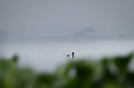 Male Tufted Duck