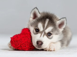 Fototapeta premium A cute husky puppy lying down with a red heart shaped pillow