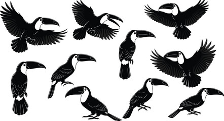 Obraz premium Toucan bird silhouette collection showing tropical rainforest wildlife in flying and perched poses, exotic avian species, clean black vector illustrations isolated on white background