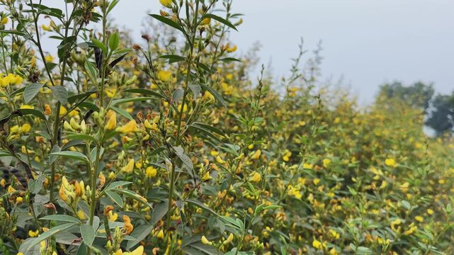 Slow orbiting shot capturing a dense pigeon pea crop with green foliage and abundant yellow flowers, showing layered plant growth and depth across a rural agricultural field.