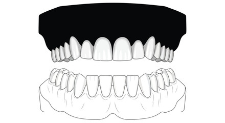 Illustration of human teeth showing upper and lower dentition © Nasima