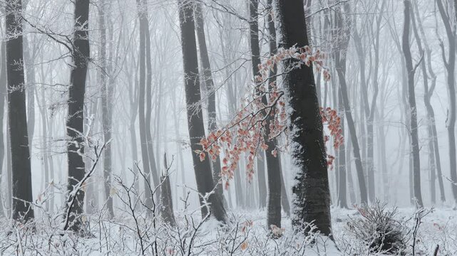 ree with red leaves during winter inside foggy forest