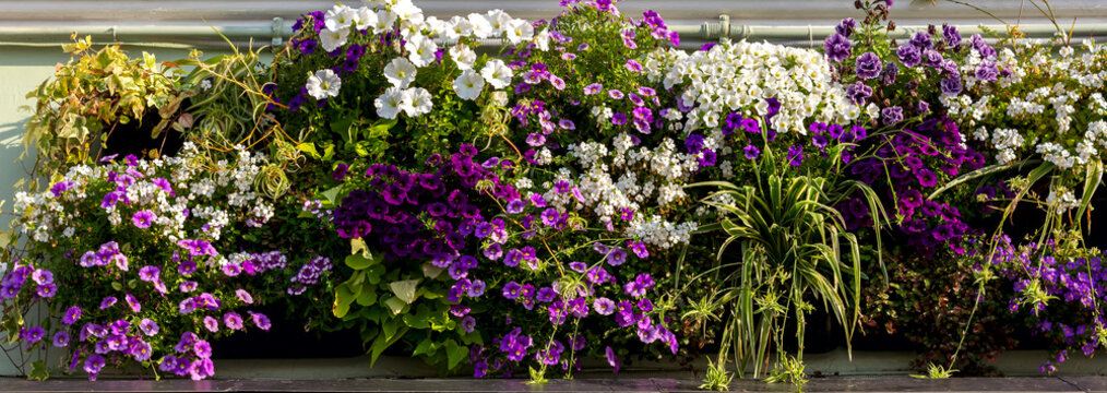 a large, elongated flowerbed with white and purple petunias in bright greenery