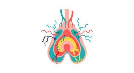 Obraz premium Anatomical illustration of human spinal cord.