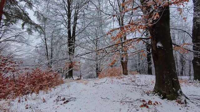 Walking through a fairytale winter forest with red leaves on the trail. Snow in the forest