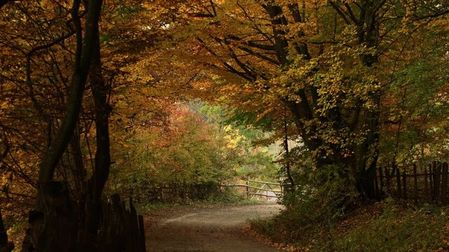 Road into the forest. Autumn with falling leaves. Countryside road during autumn