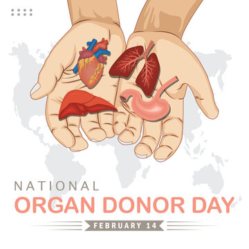 Hands holding various human organs, symbolizing organ donation and the importance of National Organ Donor Day on February 14th.