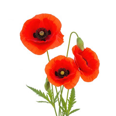 Obraz premium Three vibrant red poppies standing tall with green stems and leaves