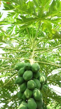 Papaya fruits on tree branch at agriculture field 