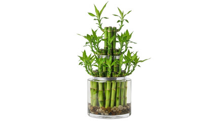 Lucky bamboo plant with green stalks and leaves arranged in a clear glass vase, cut out, stock png, isolated on transparent background
