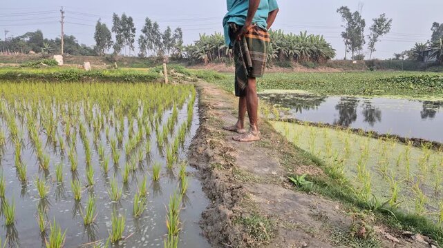 Professional RAW wide eye level shot of a farmer in traditional attire standing and observing an irrigated paddy field in Bangladesh, 4K UHD 30fps.