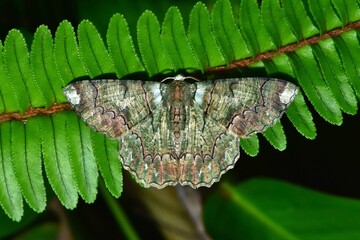 Closeup of a beauttiful Moth in nature, Thailand. Lophophelma funebrosa moth.