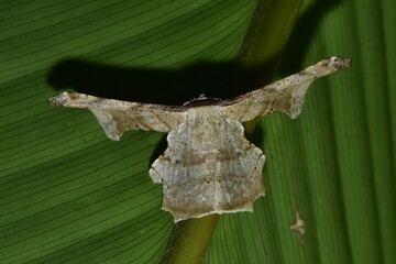 Closeup of a beauttiful Moth in nature, Thailand. Macro image of a colorful moth.