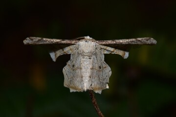 Closeup of a beauttiful Moth in nature, Thailand. Macro image of a colorful moth.