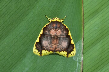 Closeup of a beauttiful Moth in nature, Thailand. Macro image of a colorful moth.