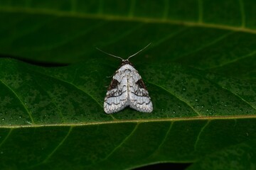 Closeup of a beauttiful Moth in nature, Thailand. Macro image of a colorful moth.
