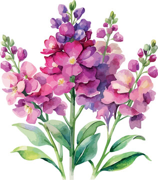 Pink Matthiola Bush Flowers Watercolor Vector Botanical Illustration