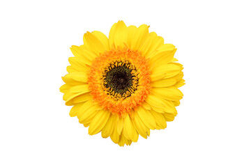 Fototapeta premium Top view sunflower isolated on white background