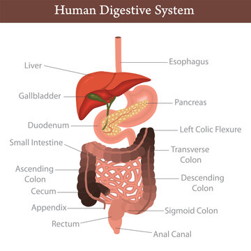 Detailed anatomical illustration of the human digestive system, showcasing organs like the liver, stomach, intestines, and pancreas with clear labels.