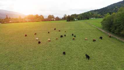 Cows grazing near autumn forest. © AlexGo