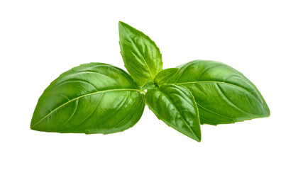 A close-up shot of a sprig of glossy, vibrant green leaves against a black background. The leaves are smooth, textured, and slightly cupped