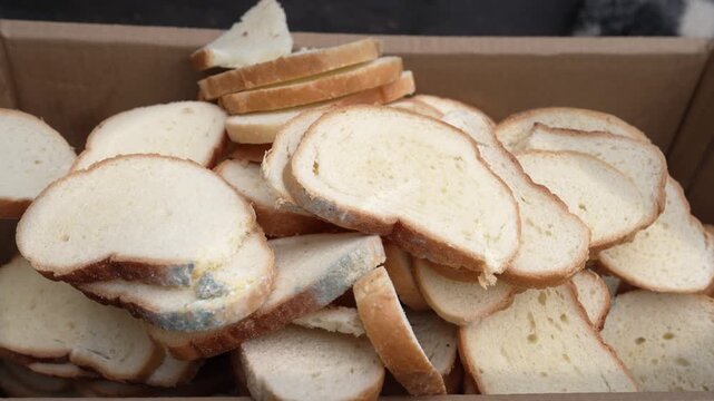 Food waste bread disposal concept