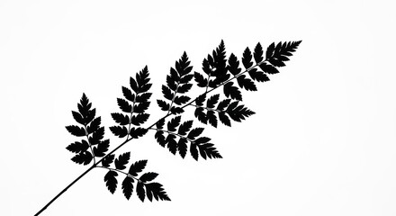 Naklejka premium Fern Silhouette A Minimalist Botanical Study in Black and White.