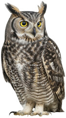 Majestic Great Horned Owl with Piercing Gaze